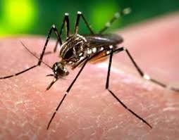 Απομονώθηκε για πρώτη φορά στην επαρχία του δυτικού νείλου στην ουγκάντα το 1937, από όπου και πήρε το όνομά του. Eody Tria Peristatika Loimw3hs Apo Ton Io Toy Dytikoy Neiloy