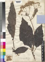 Image result for Vernonia auriculifera