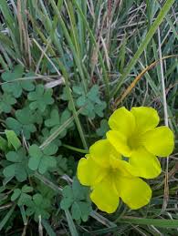 Image result for Nidorella ivifolia