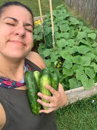 You can use succession planting strategies for bush cucumbers. Burpless Bush Hybrid Cucumber Space Saving Straight Fruit
