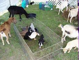Whether you're traveling with friends, family. Petting Zoo Party Rentals Dallas Tx