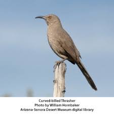 Common Birds Of Southern Arizona Curve Billed Thrasher A Bold And Inquisitive Bird Thrasher Bird Thrasher Bird