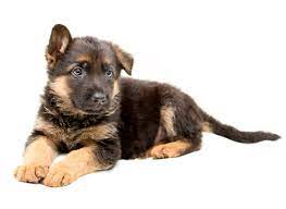 Luna puppies 3males and 6 female. 1 German Shepherd Puppies For Sale By Uptown Puppies