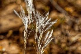 Image result for Schmidtia kalahariensis