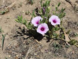 Image result for Ipomoea crassipes