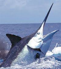 Photos Of Black Marlin Some Of The Largest Ever Caught Page 2 Salt Water Fishing Deep Sea Fishing Sea Fishing