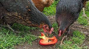Sesame seeds and scallion for garnish, if desired. What Can Chickens Eat The Complete A To Z Guide Cluckin