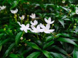 Image result for Jasminum grandiflorum