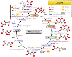 citric acid cycle wikipedia