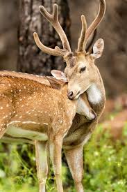 Deer Love Photo By Nimit Virdi National Geographic Your Shot Animals Cute Animals Animals Beautiful