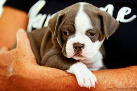 The beabull is a breed of designer dog created by crossing a english bulldog with a beagle. Der Exotic Bulldog Exotic Bulldog Club E V
