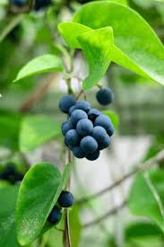 Image result for Cocculus hirsutus