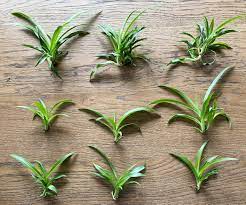 We did not find results for: How To Easily Propagate A Spider Plant Made By Carli