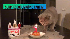Surpriz Dogum Gunu Partisi Kedi Yasi Hesaplama Youtube
