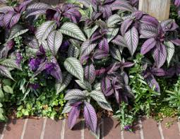 Image result for Strobilanthes