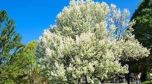 I appologize for not knowing the species of the. Grab Your Chainsaw And End This Bradford Pear Curse For Good
