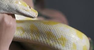 Where can i find a white lipped python? White Lipped Python Stock Video Footage 4k And Hd Video Clips Shutterstock