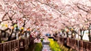Pada zaman baekje sebuah taman bunga teratai digali di sebelah selatan istana dan. Musim Di Korea Selatan Magnolias Bunga Sakura Korea Selatan
