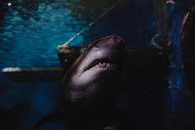 For this reason, we'll increase the contrast and add a few more details to further develop this illusion. Cape Town Frustrated By Absence Of Great White Sharks Insidehook
