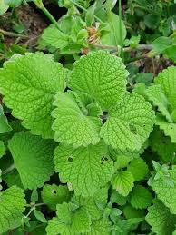 Image result for Equilabium