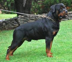 Due to their popularity, there are many sources for rottweiler some breeders and pet stores offer rottweiler puppies for sale that have been bred by human owners. Huge German Rottweiler Cheap Buy Online