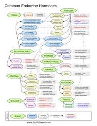 Common Endocrine Hormones Chart Anatomy And Physiology