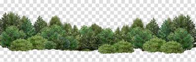 Forest Range Graphic Tree Shrub Garden Desktop Shrub Bushes Transparent Background Png Clipart Hiclipart Also drawing bushes elevation available at png transparent variant. forest range graphic tree shrub garden