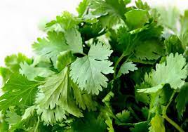 This is the herb that lends the characteristic fresh taste to mexican foods, most notably salsa. Culinary Physics Cilantro Taste Why Coriander Cilantro Tastes Like Metal Or Soap To Some People