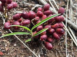 Image result for Lannea humilis