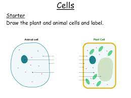 S1 animal and plant cell structures group sort. Wjec Double Science Biology Unit Ppt Download
