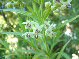 Image result for Gomphocarpus fruticosus