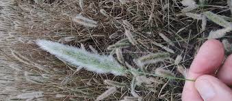 Image result for Polypogon