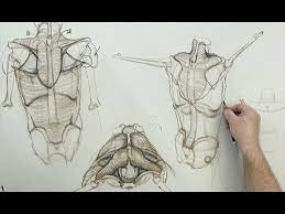 Anatomy for sculptors, 3d model sculpting, and good anatomy drawing practice. Anatomy For Artists The Torso Back Trapezius Latissimus Dorsi Youtube