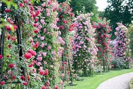 47 Amazing Rose Garden Ideas On This Year Matchness Com Rose Garden Design Planting Flowers Amazing Gardens