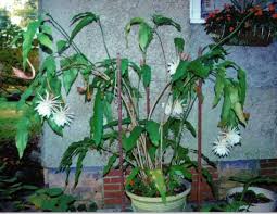 We think all flower lowers will be excited to color such a coloring page. 51 Night Cactus Ideas Orchid Cactus Night Care Night