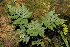 Image result for Doryopteris concolor