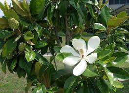 Image result for Magnoliaceae