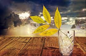 Image result for Life