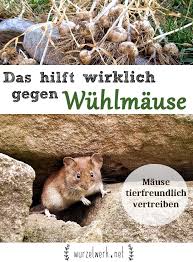 Wuhlmause Feldmause Erfolgreich Aus Dem Garten Vertreiben Bekampfen Garten Wuhlmaus Selbstversorgung In 2020 With Images Garden Pests Slugs In Garden Organic Gardening Tips