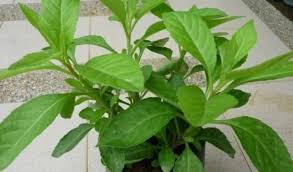 Beberapa khasiat daun sambung nyawa yang telah terbukti ialah sebagai berikut. Panjang Umur Dengan Daun Sambung Nyawa Gynura Procumbens