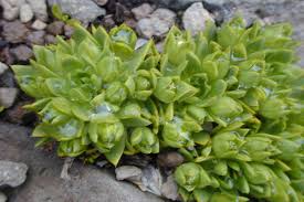 Image result for Sarcocornia decumbens