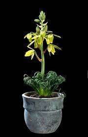 Image result for Albuca