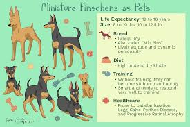 Miniature pinschers require socialization at an early age, to prevent them from being wary of human strangers and to prevent them from being aggressive with other dogs. Miniature Pinscher Min Pin Full Profile History And Care
