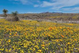 15 stunning natural features that define arizona these pictures of this page are about:arizona spring desert flowers. Arizona Desert Wildflower Landscape Photograph By Cascade Colors