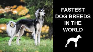 After you have selected the post button, please click on the category drop down box and select the appropriate folder for your ad. 20 Fastest Dog Breeds In The World Spoiled Hounds