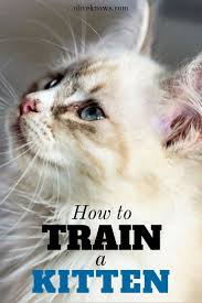 How To Train A Kitten Oliveknows Training A Kitten Cat Training Cat Parenting
