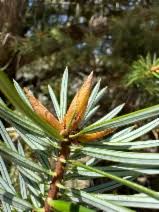 Image result for Megastachya mucronata