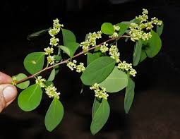 Image result for Flueggea