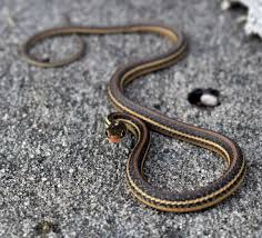 Garter snakes have teeth that start out small in the front of the mouth and are longer in the back. How To Get Rid Of Garter Snakes Without Killing Them 7 Tried And True Ways Dengarden Home And Garden