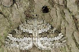 Image result for Entephria caesiata